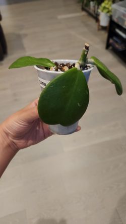 Hoya kerrii