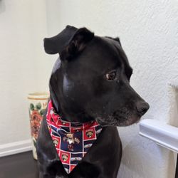 Florida Panthers Dog Bandannas Over The Collar Eight Dollars Each Located In Weston
