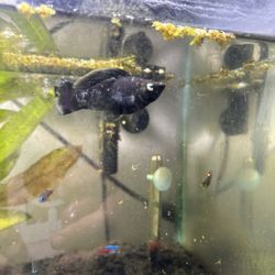 Free Black Molly Fish