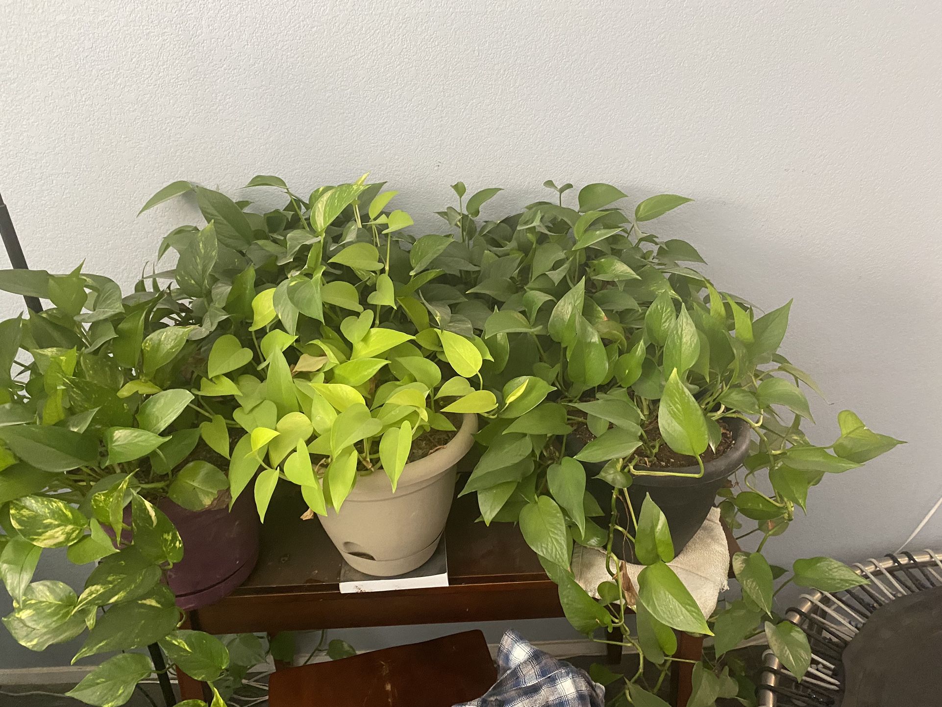 Houseplants