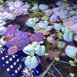 Handful Red Root Floaters Live Fish Tank Floater Plant 
