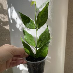 Hoya Polyneura plant