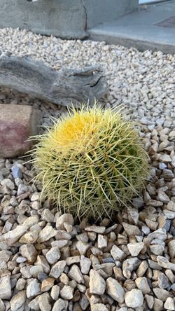 Barrel Cactus
