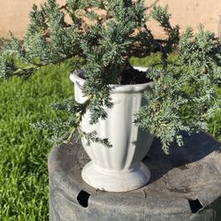 Bonsai Plant For Sale Perfect Gift For Valentine $50 Each