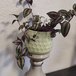 Pretty Tradescantia Zebrina Plant In A Beautiful Ceramic Pot 