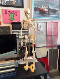 Skeleton. Medical supply. Horror decor. AS-IS