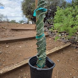 Spiral Cereus Forbessii Cactus