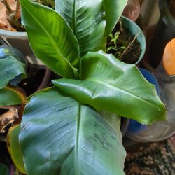 Dwarf Bloody Banana Plant