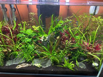 Fresh Water Plants 