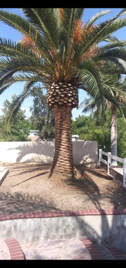 Trees