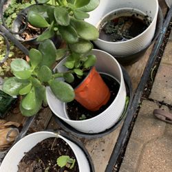 Jade Plant!! $4!!