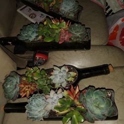 Succulent. Plants