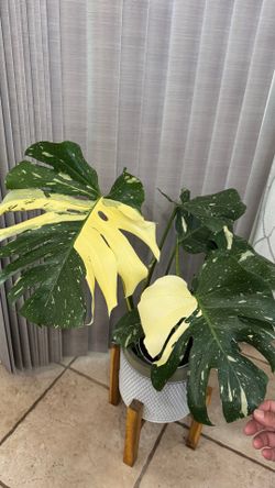 Monstera Thai Constellation