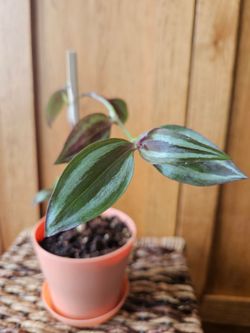Tradescantia "Zabrina" (Orange pot)