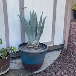 Blue Agave Plant