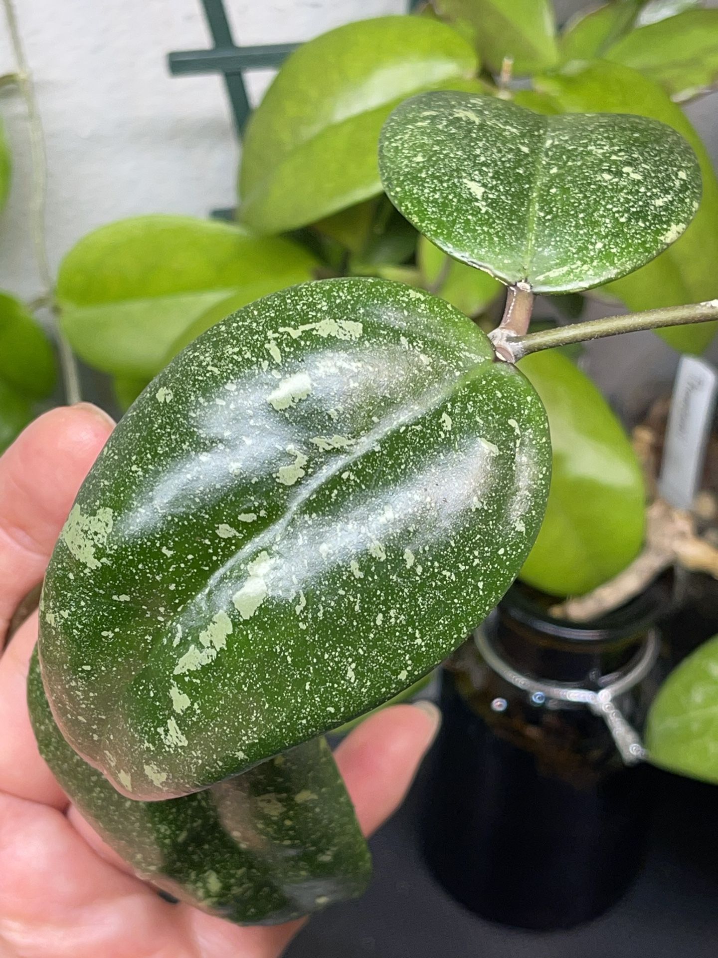 Hoya Sp. Vietnam AH-001 Splash
