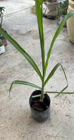 Trade sugar cane plant with garden related stuff