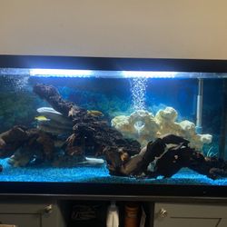 75 Gallon Fish Tank 