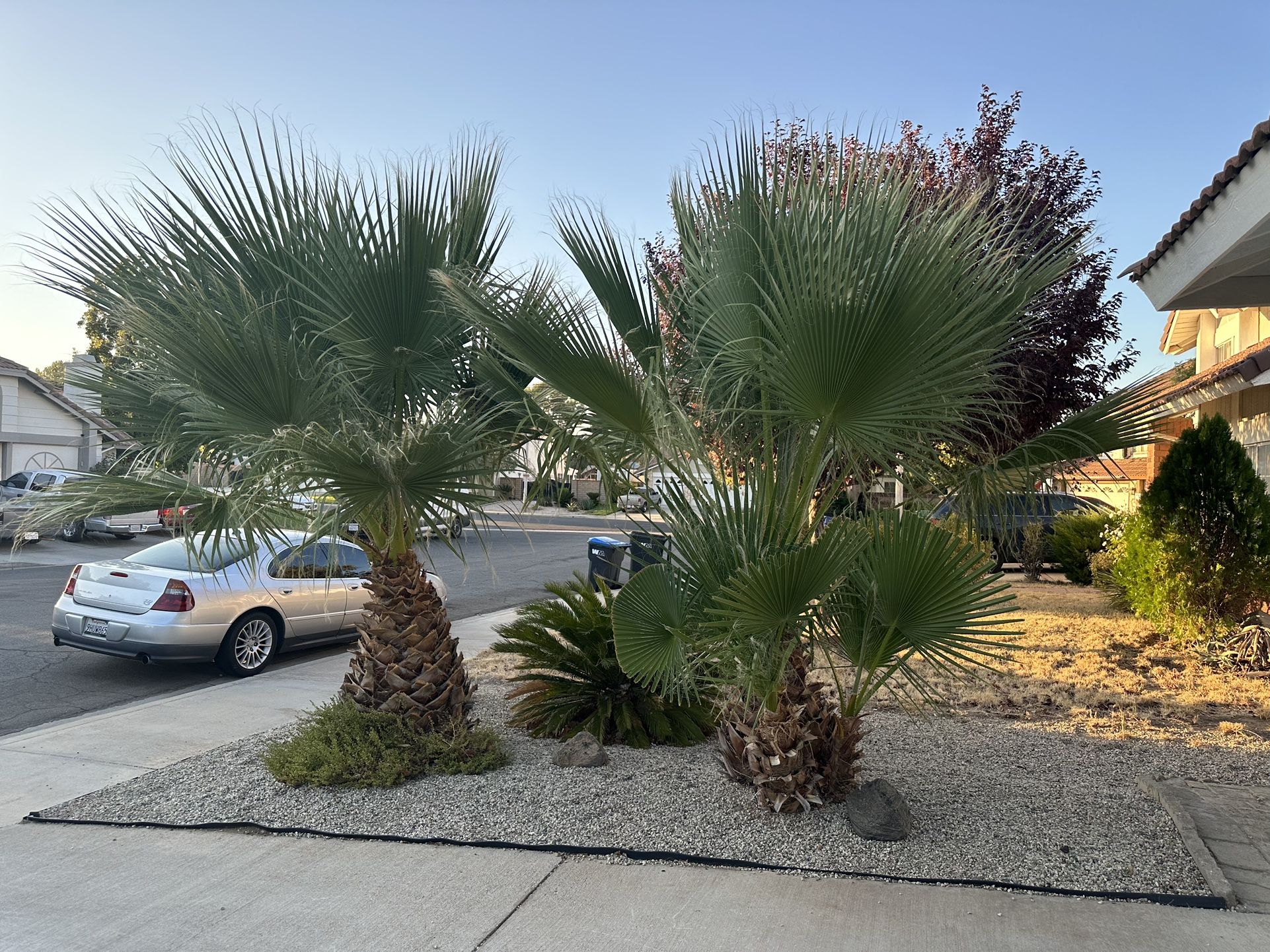 Palm Trees ( 2 Big And 2 Small)