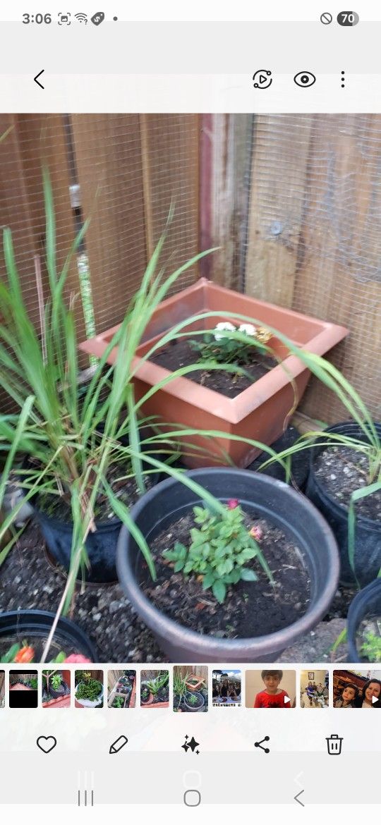 5$ Each Plant