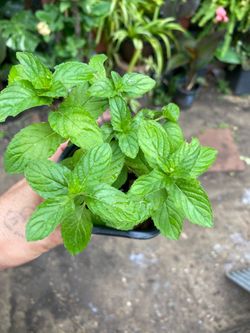 Hiervabuena. Planta natural🪴$2
