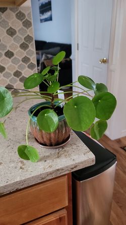 Pilea Peperomioides (Chinese Money Plant / Pancake Plant ceramic pot