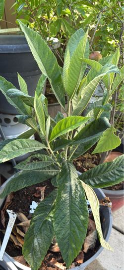Potted Loquat Tree 6 month old and big planter