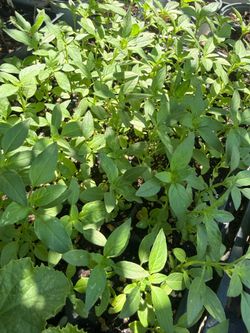 荆芥苗 /一小盘里有3～5颗小苗（Jing Jie / Chinese Catnip）-