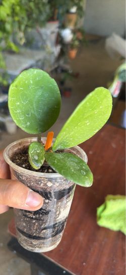 Hoya Obovata rooted