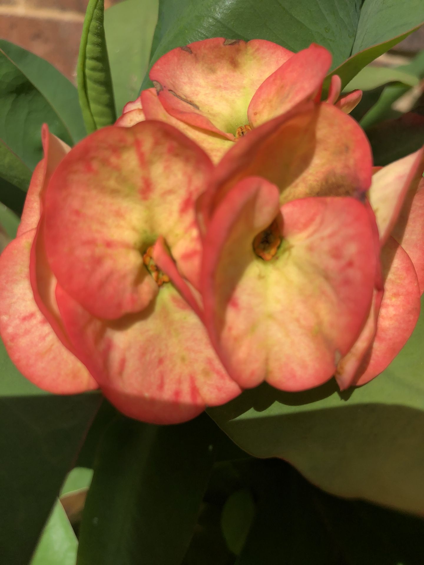 Orange Candle Crown Of Thorn Corona Thai Hybrid Succulent Blooming Small 6” Plant Rooted Well Blooming Big Flower 