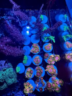 Coral decor