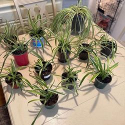 Spider Plants