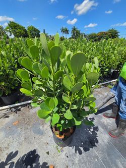 Huge clusias about 5feet tall instant privacy hedge for fence  sizes available