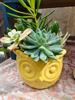 Animal Pots with Succulents