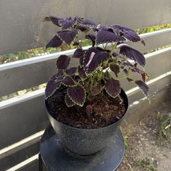 Purple and green plant
