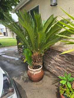 🌴 palm 5pies d alto