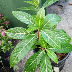 Sanchezia Landscape Plant 3 Gallon Pot