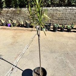 dragon tree (dracaena marginata)