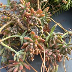 Bundle Of Succulent Cuttings