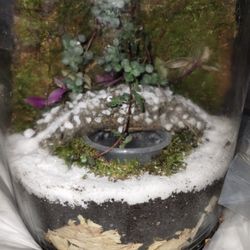 Living Wall With Bridge Terrarium 