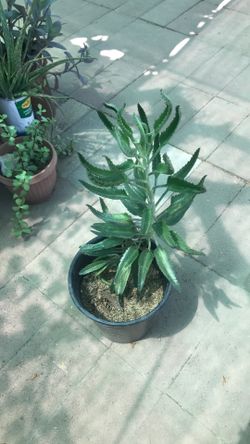Plant mother of thousand