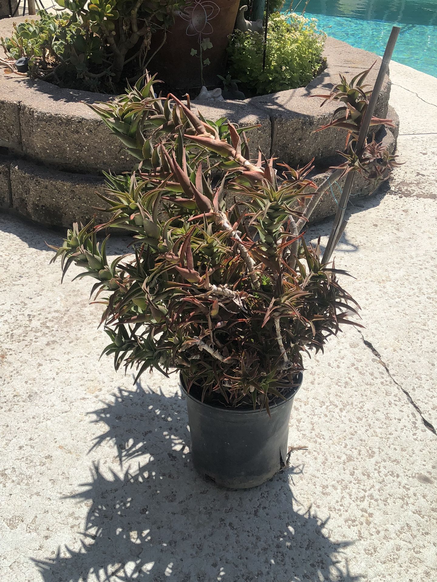 Large succulent plant