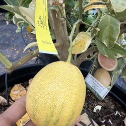 Pink Lemonade Lemon Trees