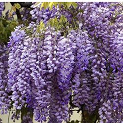 Wisteria Vine 15gal 