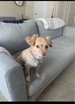 Grey Sofa