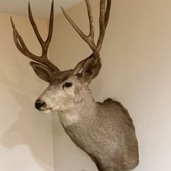 Dear Head Taxidermy