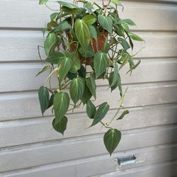 6” Micans Philodendron