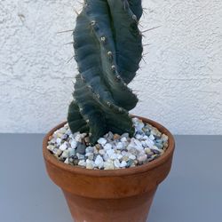 Spiral Cactus