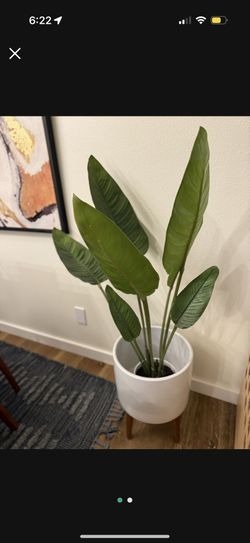West Elm Plant