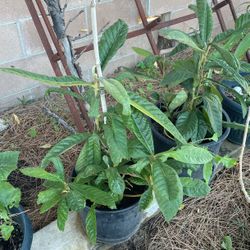 Loquat Tree